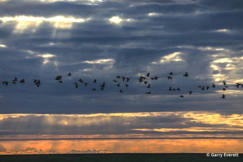 A flock of geese on the Pacific Flyway