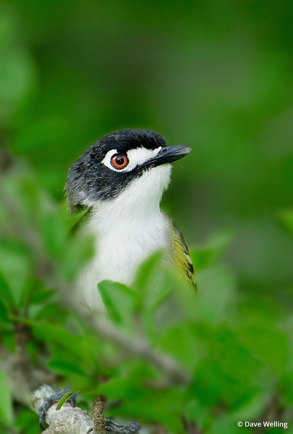 Image of a black-capped vireo.