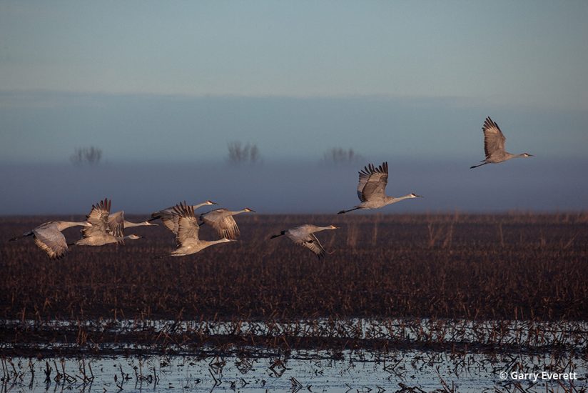 Image of sandhill cranes on the Pacific Flyway