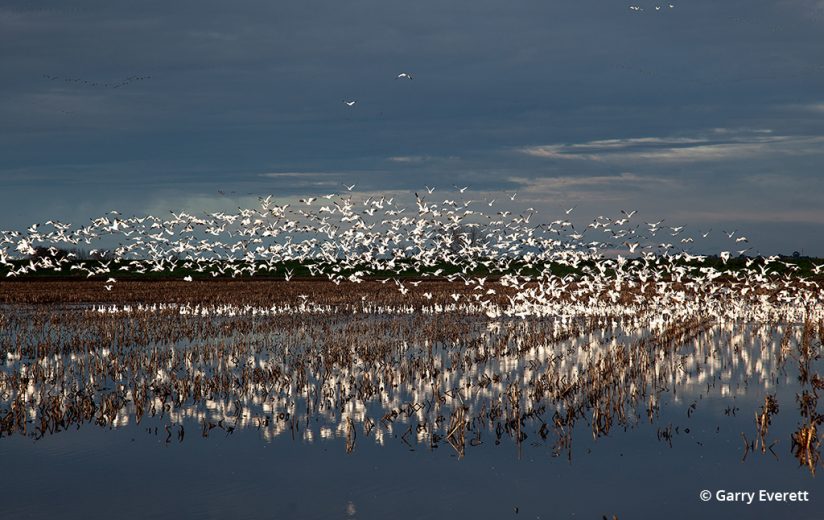 Snow geese taking flight on the Pacific Flyway