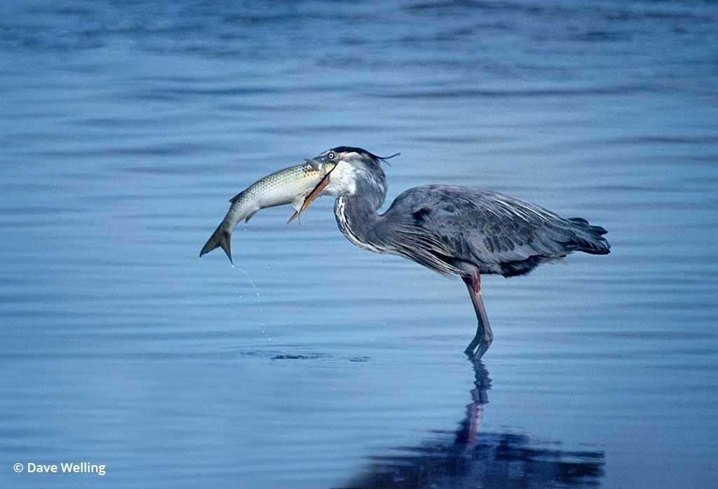 Texas wildlife: Image of a great blue heron feeding