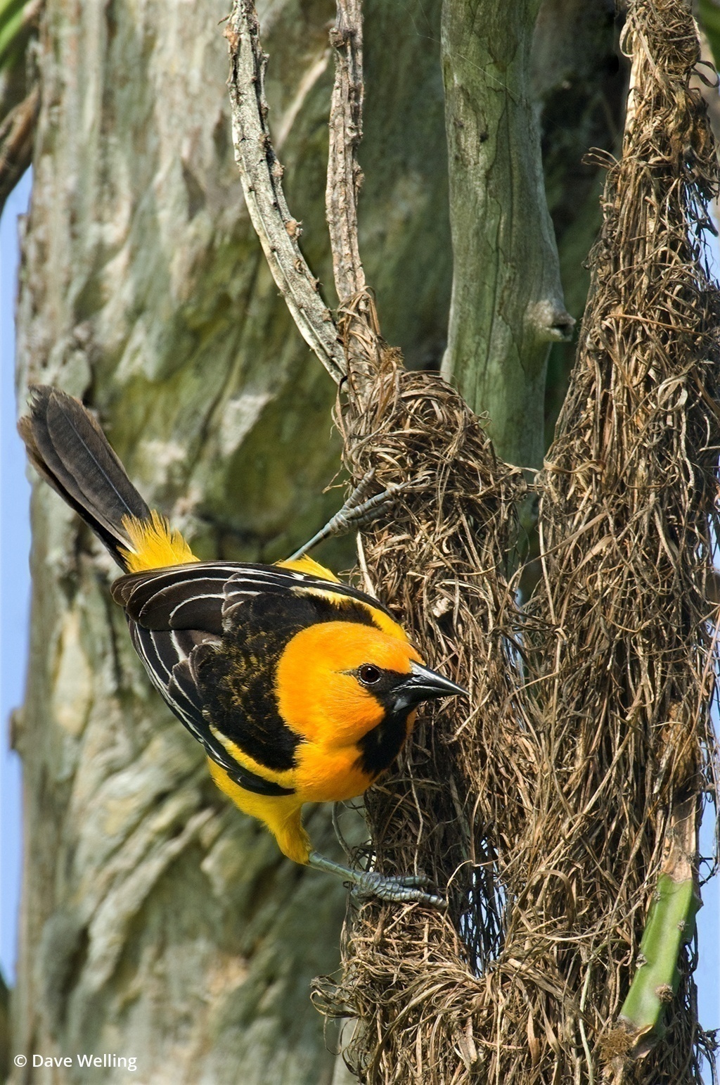 Image of a altamira oriole on a nest.